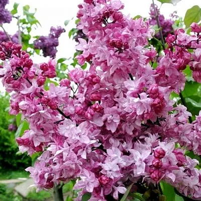 Сирень ОЛИМПИАДА КОЛЕСНИКОВА  Сирень ОЛИМПИАДА КОЛЕСНИКОВА в Санкт-Петербурге