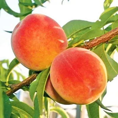 Персик ОНТАРИО  Персик ОНТАРИО в Санкт-Петербурге
