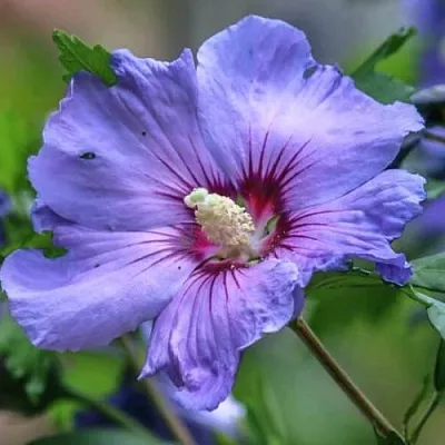 Гибискус МАРИНА сирийский  Гибискус МАРИНА сирийский в Санкт-Петербурге