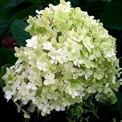 Гортензия СТЕРИЛИС древовидная   Гортензия СТЕРИЛИС древовидная  в Санкт-Петербурге