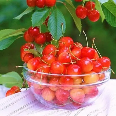 Черешня НАСЛАЖДЕНИЕ в Санкт-Петербурге