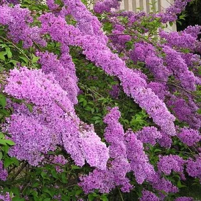 Сирень КИТАЙСКАЯ  Сирень КИТАЙСКАЯ в Санкт-Петербурге