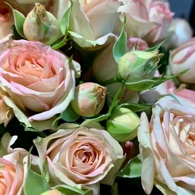 Саженцы роз АЗОРЕ спрей  Саженцы роз АЗОРЕ спрей в Санкт-Петербурге