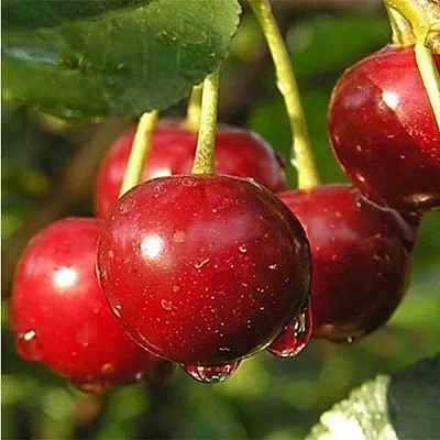 Дюк ПРЕВОСХОДНАЯ ВЕНЬЯМИНОВА в Санкт-Петербурге