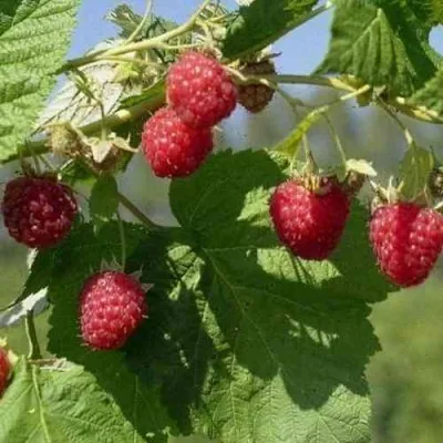 Малина КОЛОКОЛЬЧИК — описание сорта Малина КОЛОКОЛЬЧИК в Санкт-Петербурге