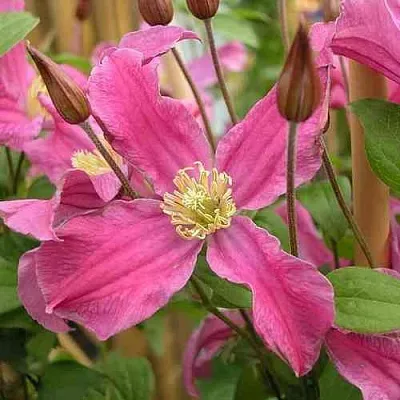 Клематис ИНСПИРЕЙШН ЗОЙН  Клематис ИНСПИРЕЙШН ЗОЙН в Санкт-Петербурге