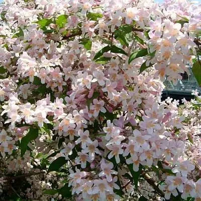 Кольквиция прелестная  Кольквиция прелестная в Санкт-Петербурге