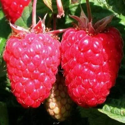 Малина КРАСА РОССИИ — описание сорта Малина КРАСА РОССИИ в Санкт-Петербурге