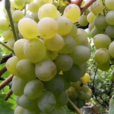 Виноград ТАЛИСМАН в Санкт-Петербурге