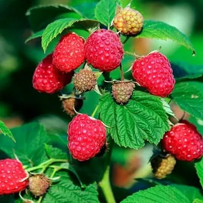 Малиновое дерево  Малиновое дерево в Санкт-Петербурге