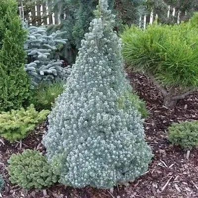 Ель САНДЕРС БЛЮ канадская  Ель САНДЕРС БЛЮ канадская в Санкт-Петербурге