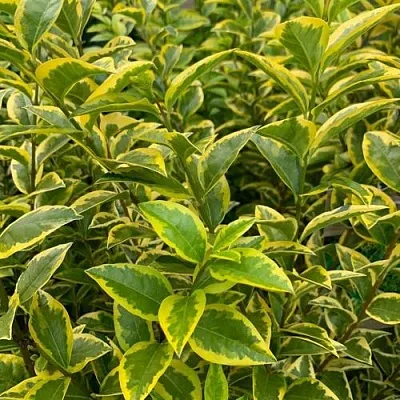 Бирючина АУРЕУМ овальнолистная  Бирючина АУРЕУМ овальнолистная в Санкт-Петербурге