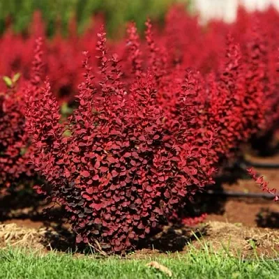 Барбарис ОРАНЖ РОКЕТ тунберга в Санкт-Петербурге