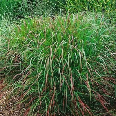 Просо РЕБРАУН прутьевидное  Просо РЕБРАУН прутьевидное в Санкт-Петербурге