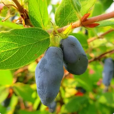 Жимолость съедобная БОРЕАЛ БЛИЗЗАРД (СЕВЕРНАЯ МЕТЕЛЬ)  Жимолость съедобная БОРЕАЛ БЛИЗЗАРД (СЕВЕРНАЯ МЕТЕЛЬ) в Санкт-Петербурге