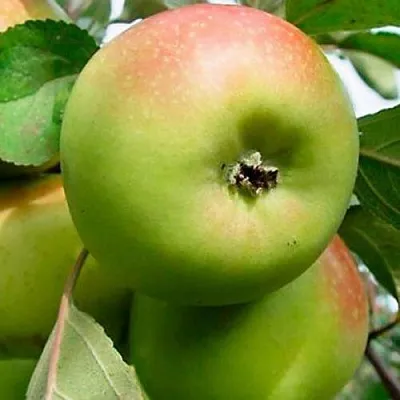 Яблоня БРАТ ЧУДНОГО стелющаяся в Санкт-Петербурге