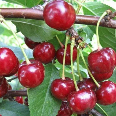 Вишня ТУРГЕНЕВКА в Санкт-Петербурге