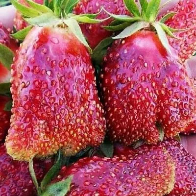 Клубника КУПЧИХА  Клубника КУПЧИХА в Санкт-Петербурге