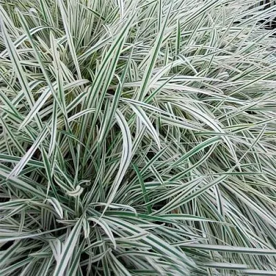 Райграс ВАРИЕГАТТА бульбоносный  Райграс ВАРИЕГАТТА бульбоносный в Санкт-Петербурге