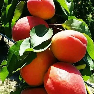 Абрикос ДЖУМБО КОТ  Абрикос ДЖУМБО КОТ в Санкт-Петербурге