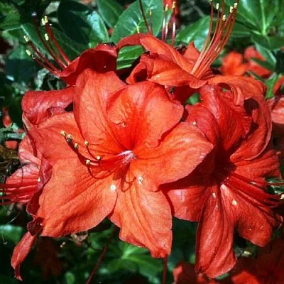 Азалия ДОЛОРОСО листопадная  Азалия ДОЛОРОСО листопадная в Санкт-Петербурге