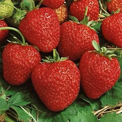 Клубника КОРОНА  Клубника КОРОНА в Санкт-Петербурге