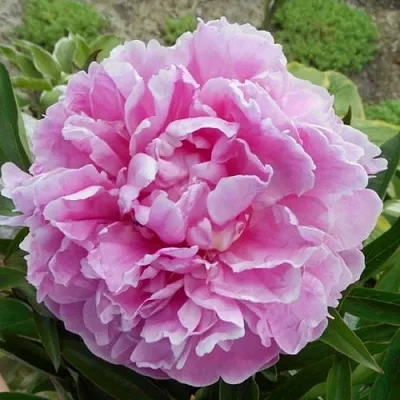 Пион РИМ травянистый  Пион РИМ травянистый в Санкт-Петербурге