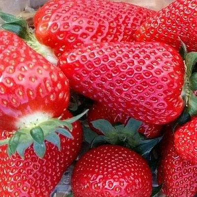 Клубника АМИ  Клубника АМИ в Санкт-Петербурге