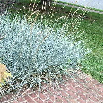 Элимус БЛЮ ДЮН песчаный  Элимус БЛЮ ДЮН песчаный в Санкт-Петербурге