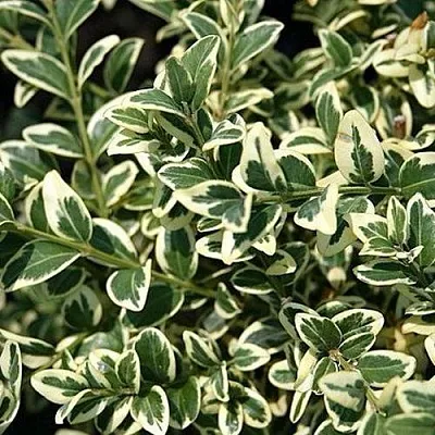 Бирючина ВАРИЕГАТУМ овальнолистная  Бирючина ВАРИЕГАТУМ овальнолистная в Санкт-Петербурге
