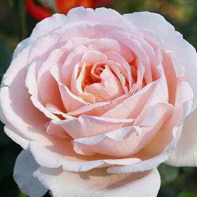 Саженцы роз АНДРЕ ЛЕ НОТР чайно-гибридная  Саженцы роз АНДРЕ ЛЕ НОТР чайно-гибридная в Санкт-Петербурге