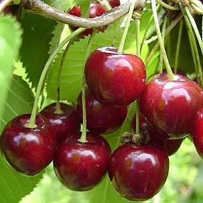 Вишня ХАРИТОНОВСКАЯ в Санкт-Петербурге