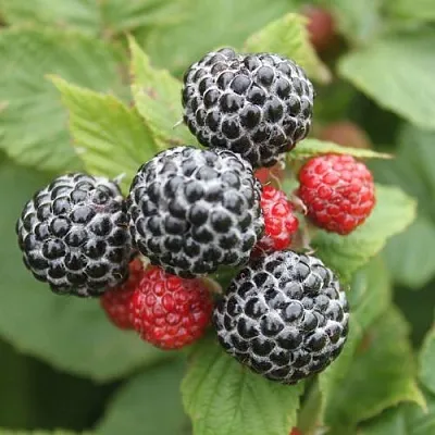 Черная  Черная в Санкт-Петербурге