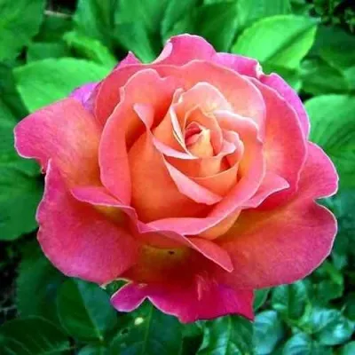 Саженцы роз ЧИКАГО ПИС чайно-гибридная — описание сорта Саженцы роз ЧИКАГО ПИС чайно-гибридная в Санкт-Петербурге