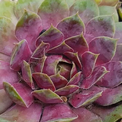 Молодило УФО в Санкт-Петербурге