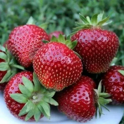 Клубника МАЛЬВИНА в Санкт-Петербурге