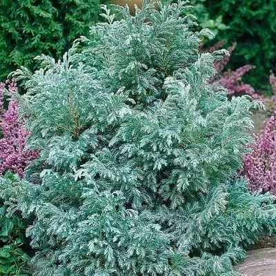 Кипарисовик БУЛЕВАРД горохоплодный  Кипарисовик БУЛЕВАРД горохоплодный в Санкт-Петербурге