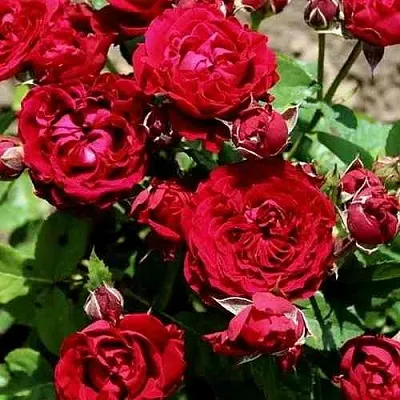 Саженцы роз ТАМАНГО спрей  Саженцы роз ТАМАНГО спрей в Санкт-Петербурге