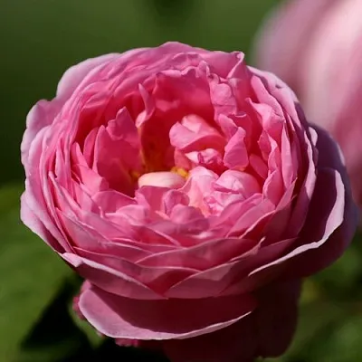 Саженцы роз ПИНК ЭКСПРЕШН флорибунда  Саженцы роз ПИНК ЭКСПРЕШН флорибунда в Санкт-Петербурге