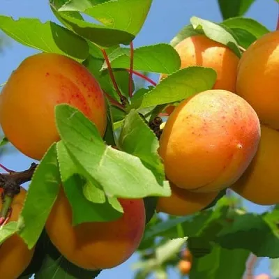 Абрикос КИЕВСКИЙ РАННИЙ  Абрикос КИЕВСКИЙ РАННИЙ в Санкт-Петербурге