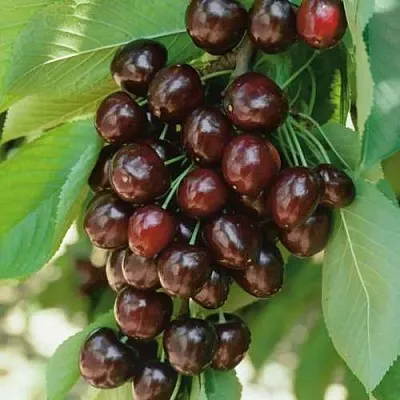 Черешня РЕВНА  Черешня РЕВНА в Санкт-Петербурге