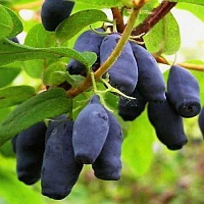 Жимолость съедобная МОСКОВСКАЯ  Жимолость съедобная МОСКОВСКАЯ в Санкт-Петербурге