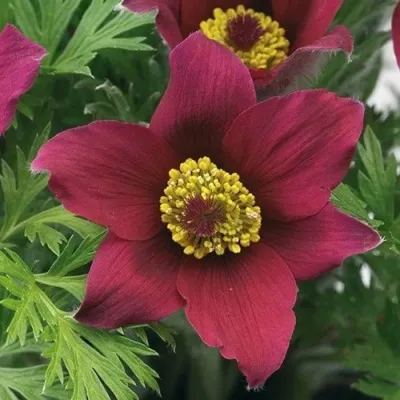 Прострел ПИНВИЛ РЕД ШЕЙДЕС в Санкт-Петербурге