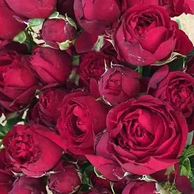 Саженцы роз РЕД БАБЛС спрей  Саженцы роз РЕД БАБЛС спрей в Санкт-Петербурге