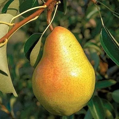 Груша ВЕЛЕСА  Груша ВЕЛЕСА в Санкт-Петербурге