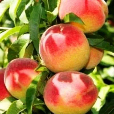 Персик НОВОСЕЛКОВСКИЙ — описание сорта Персик НОВОСЕЛКОВСКИЙ в Санкт-Петербурге