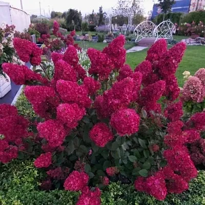 Гортензия САМАРСКАЯ ЛИДИЯ метельчатая  Гортензия САМАРСКАЯ ЛИДИЯ метельчатая в Санкт-Петербурге