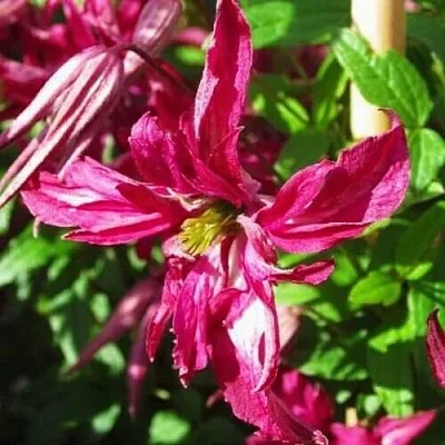 Клематис РОЗАЛИН  Клематис РОЗАЛИН в Санкт-Петербурге