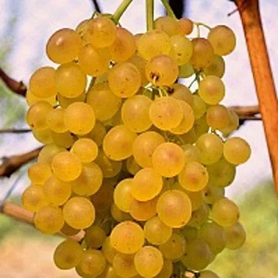 Виноград КИШМИШ КОКТЕЙЛЬ в Санкт-Петербурге