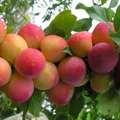 Слива СКОРОПЛОДНАЯ  Слива СКОРОПЛОДНАЯ в Санкт-Петербурге